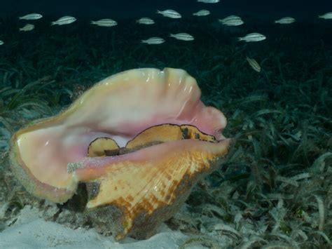 Intriguing Conch Facts .